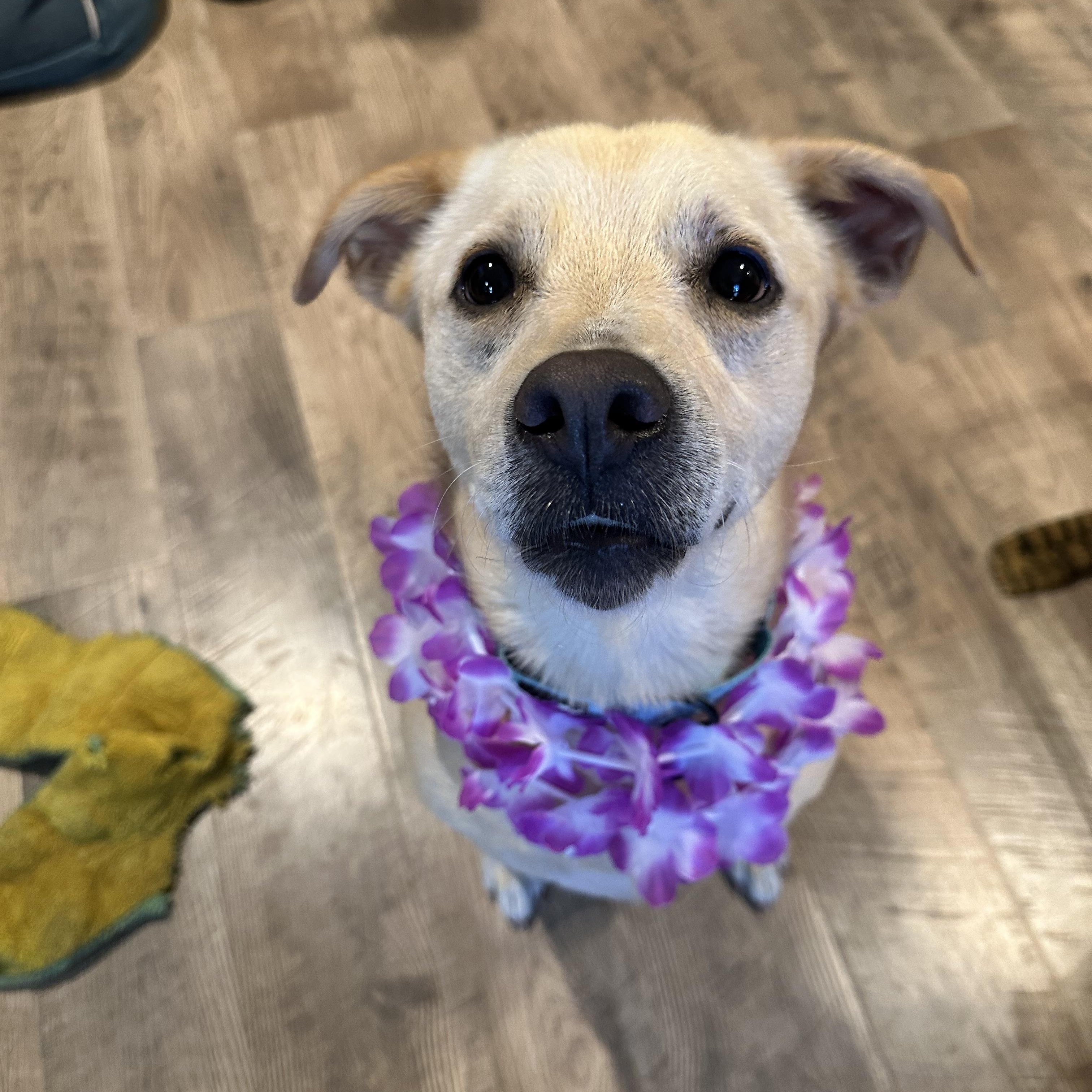 Blondie, a Adoptable mixed breed in Austin, TX image 4/6
