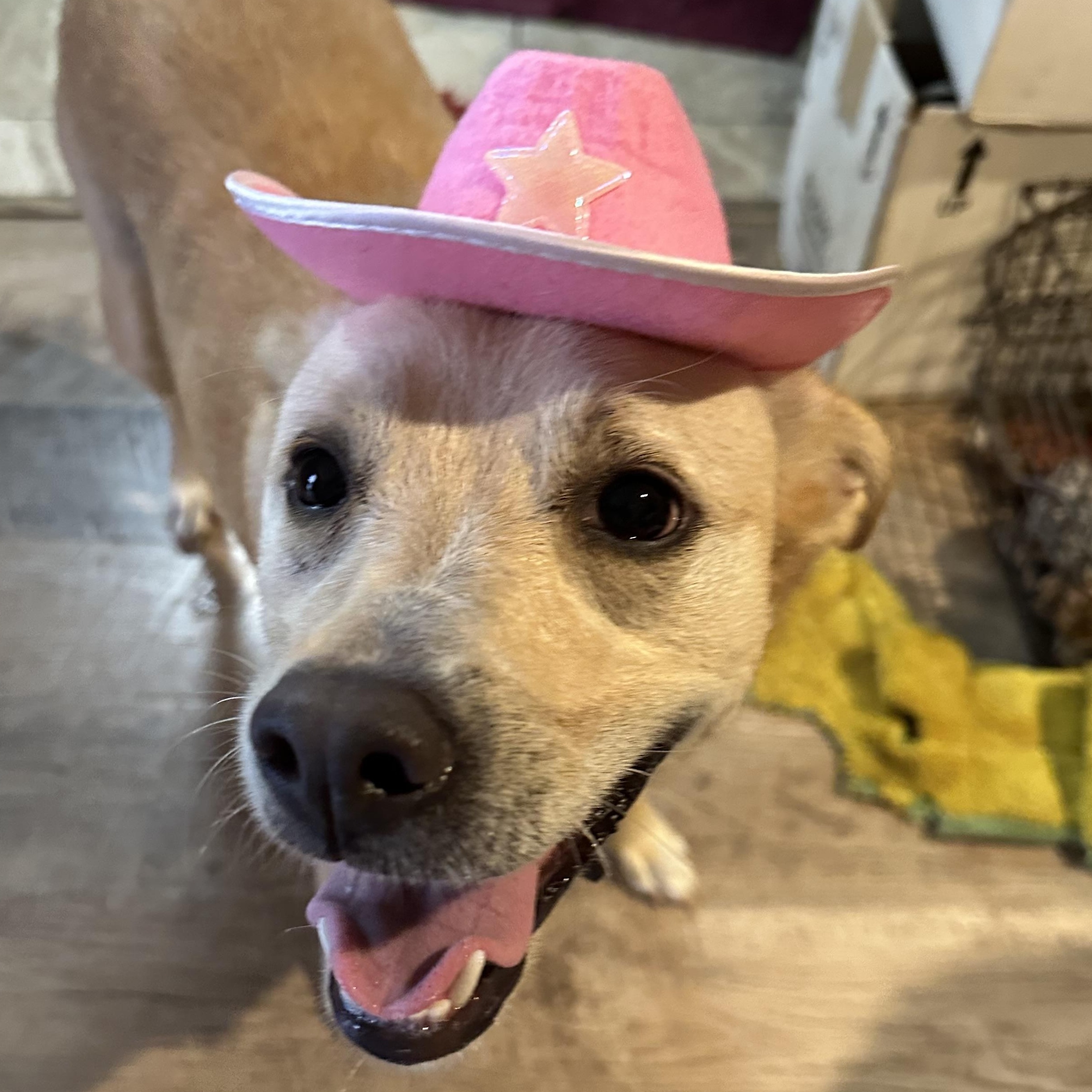 Blondie, a Adoptable mixed breed in Austin, TX image 5/6