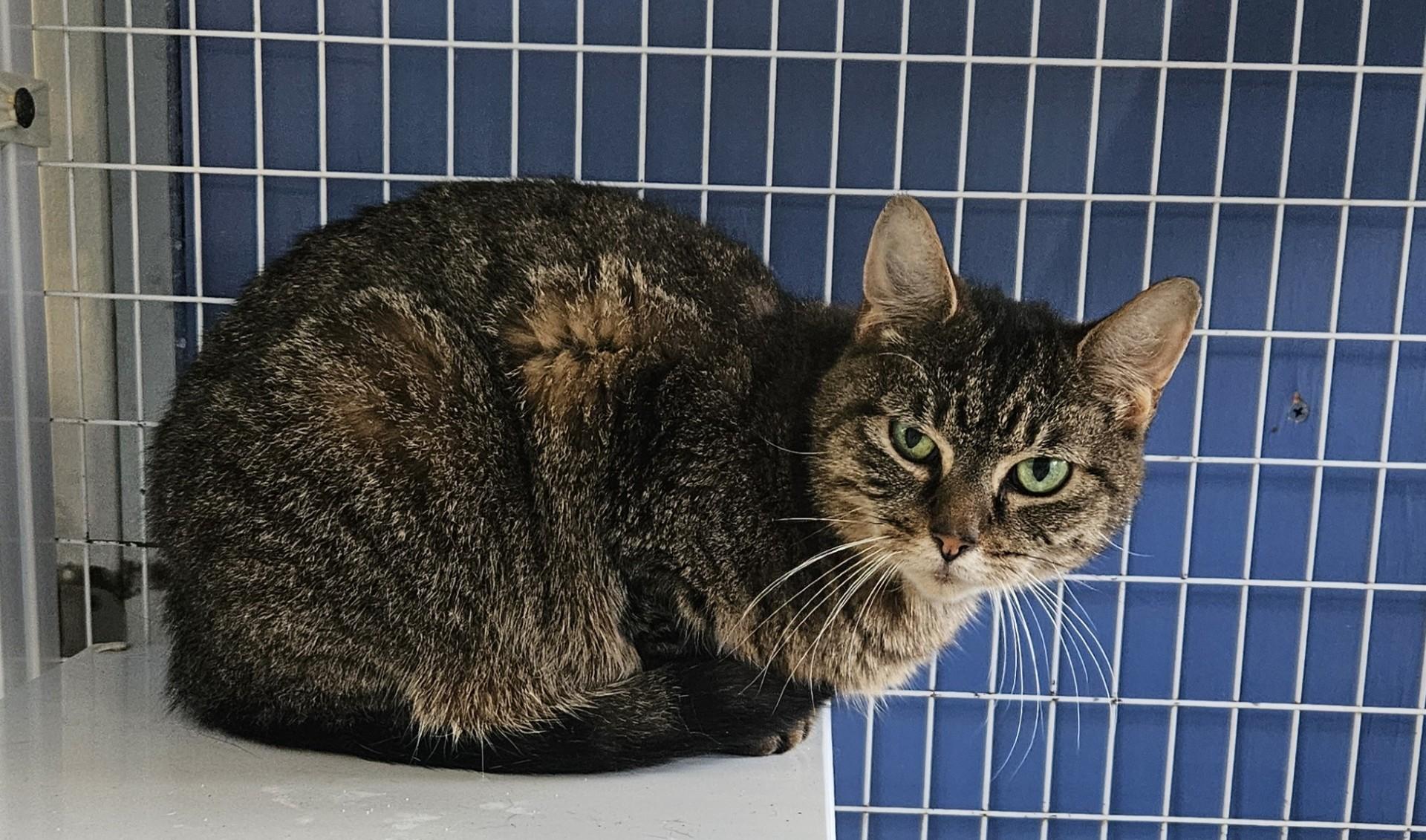 LaRue, ADOPTABLE, Adult Female Domestic Medium Hair.