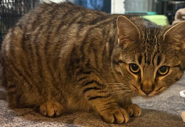 Enlarge Jellybean & Tommy L., an adopted Domestic Short Hair in Lewistown, PA image 2/2