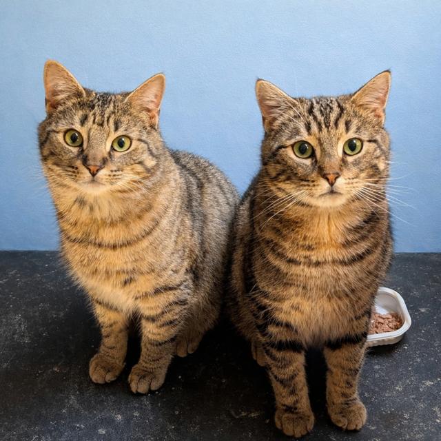 Jellybean & Tommy L., adopted, Young Male Domestic Short Hair.