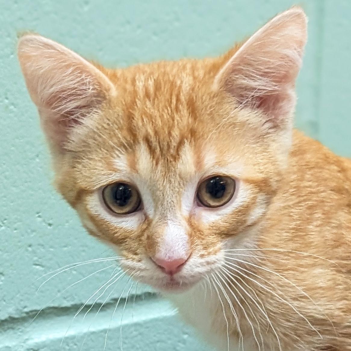 Simon - Reduced Fee, Adoptable, Kitten Male Domestic Short Hair.