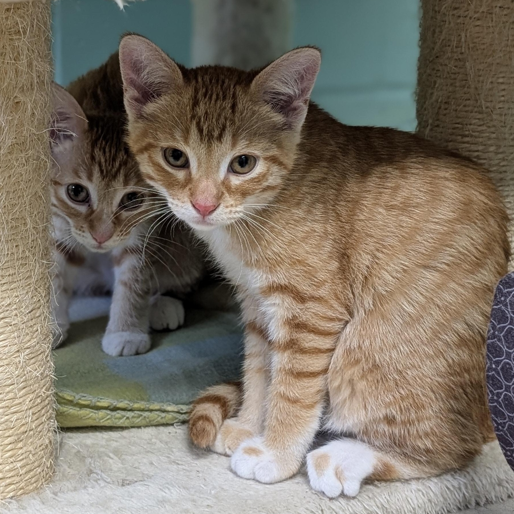Simon - Reduced Fee, a Adoptable Domestic Short Hair in Madison, WI image 2/4