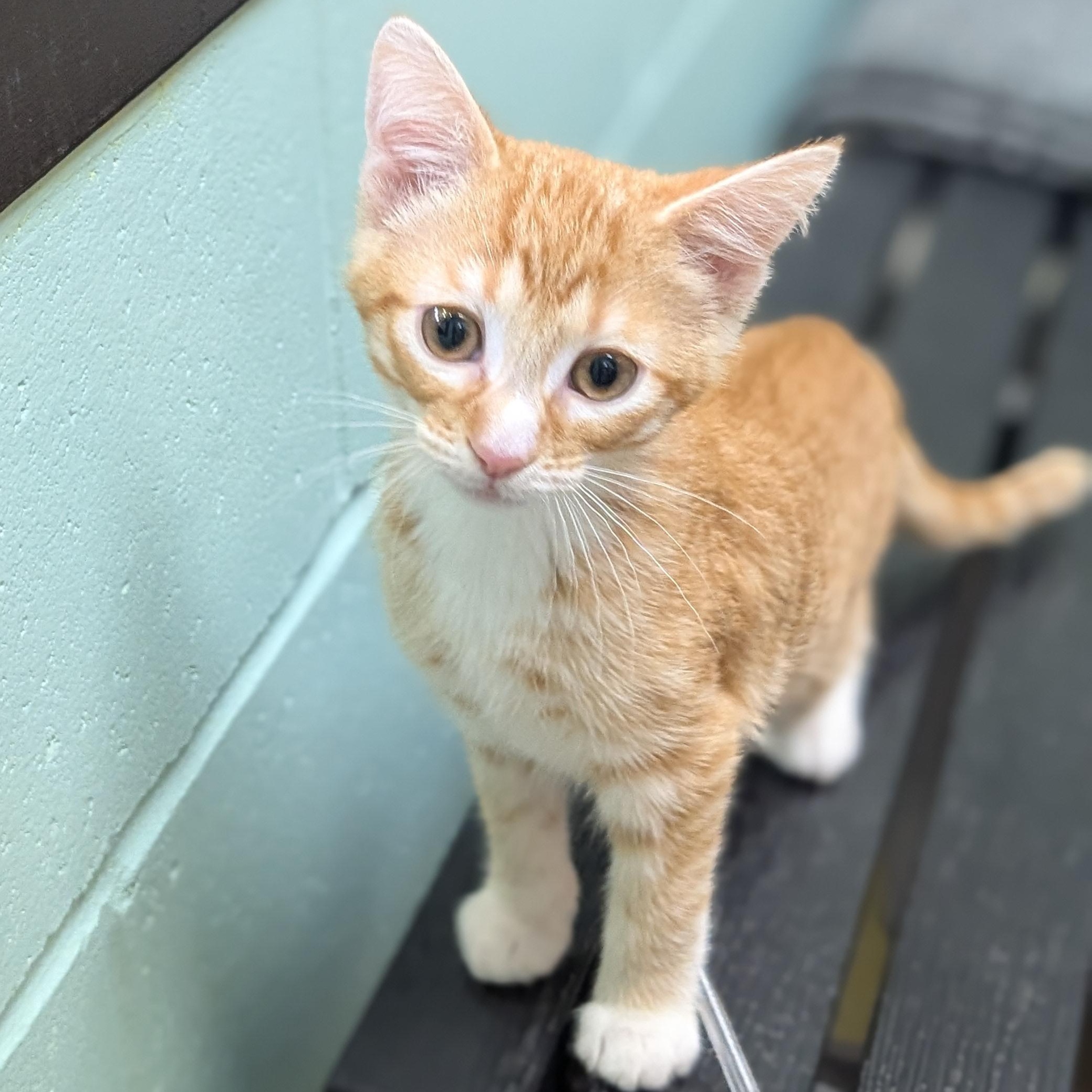 Simon - Reduced Fee, a Adoptable Domestic Short Hair in Madison, WI image 3/4