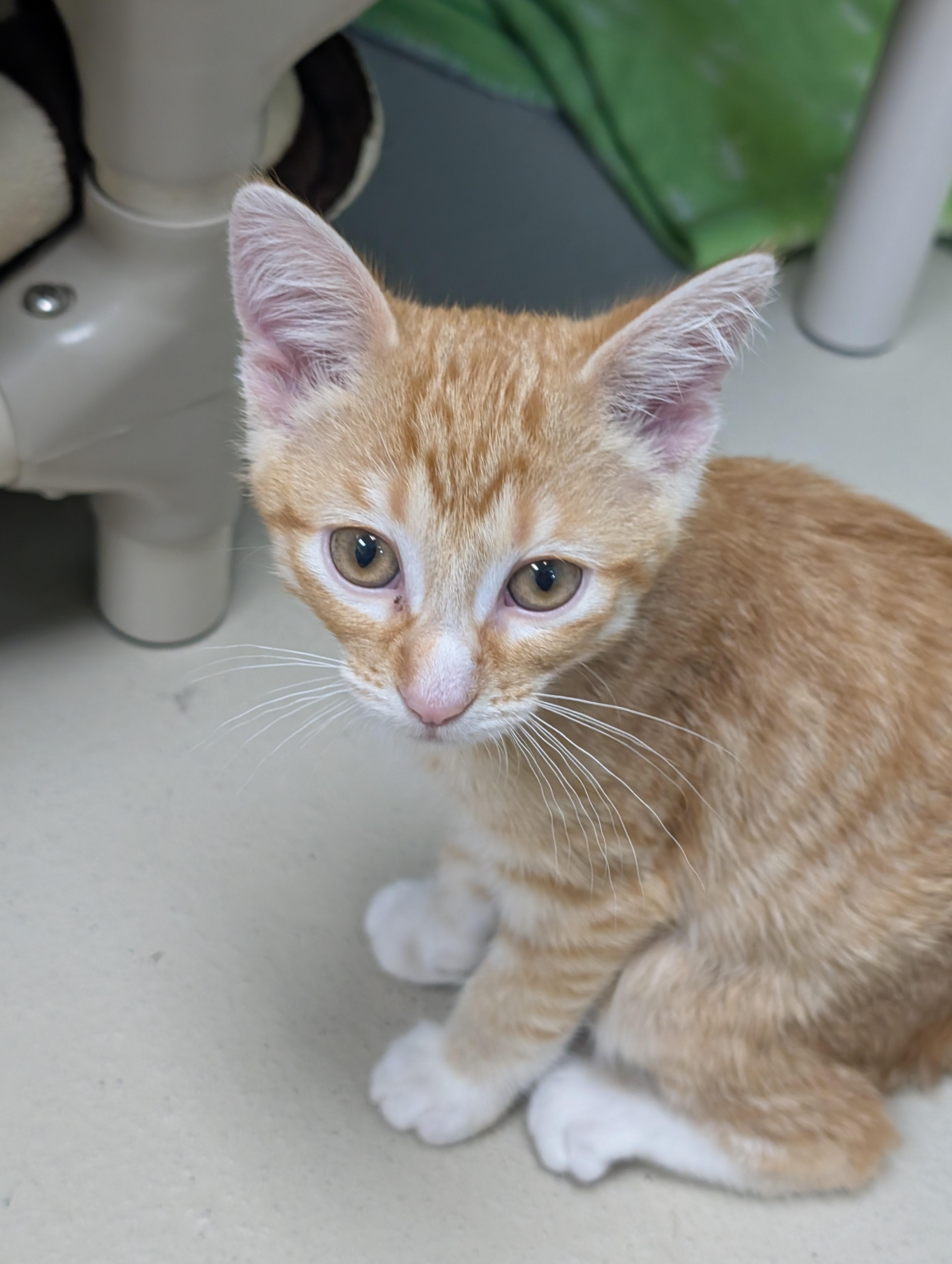 Simon - Reduced Fee, a Adoptable Domestic Short Hair in Madison, WI image 4/4