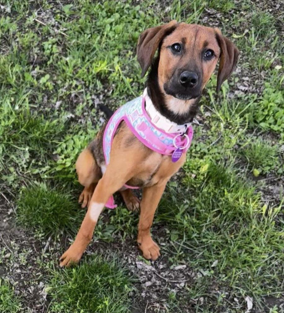 Winnie, Adopted, Young Female Hound & Rhodesian Ridgeback.