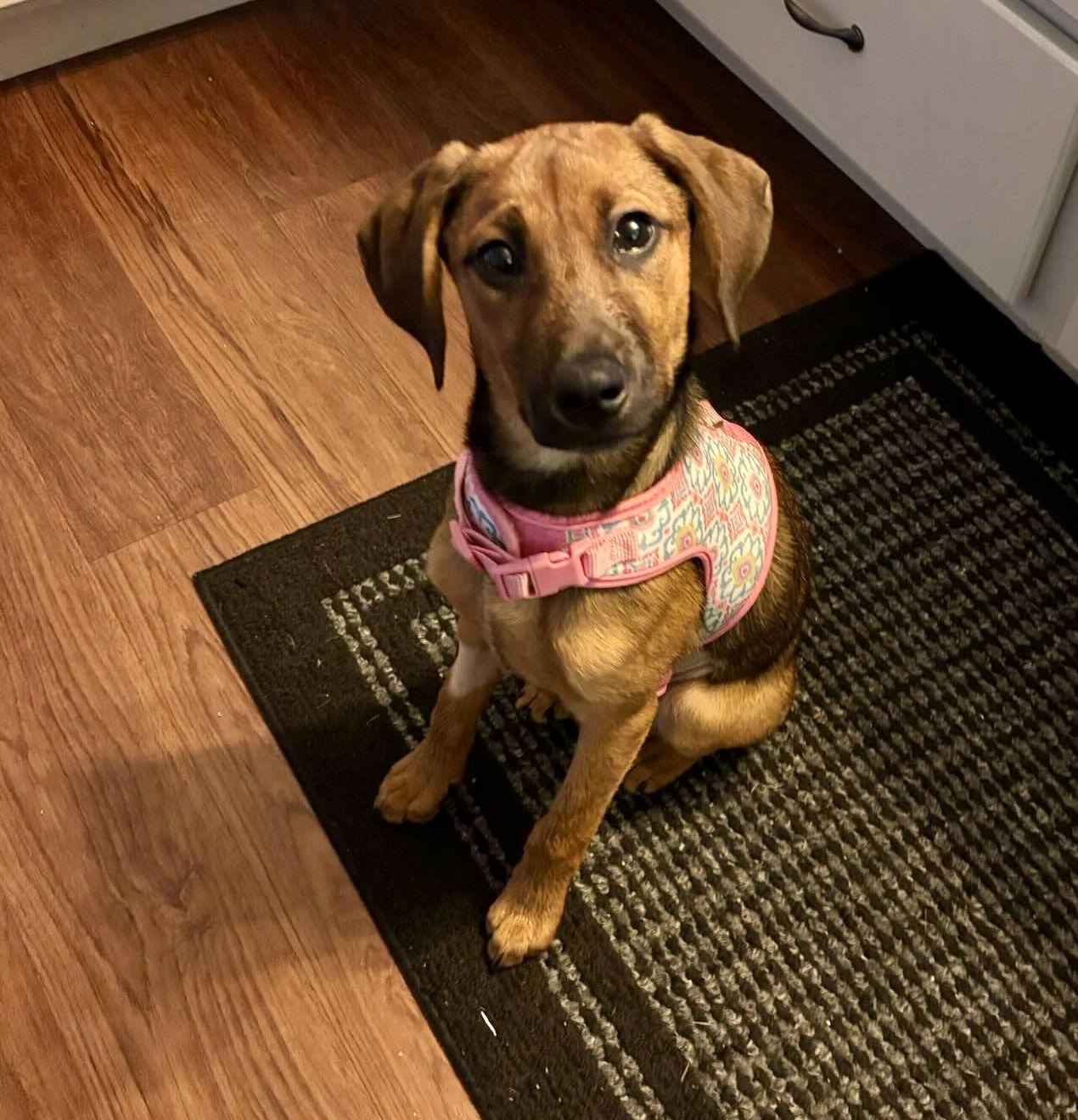 Enlarge Winnie, a Adopted mixed breed in Springville, NY image 2/3