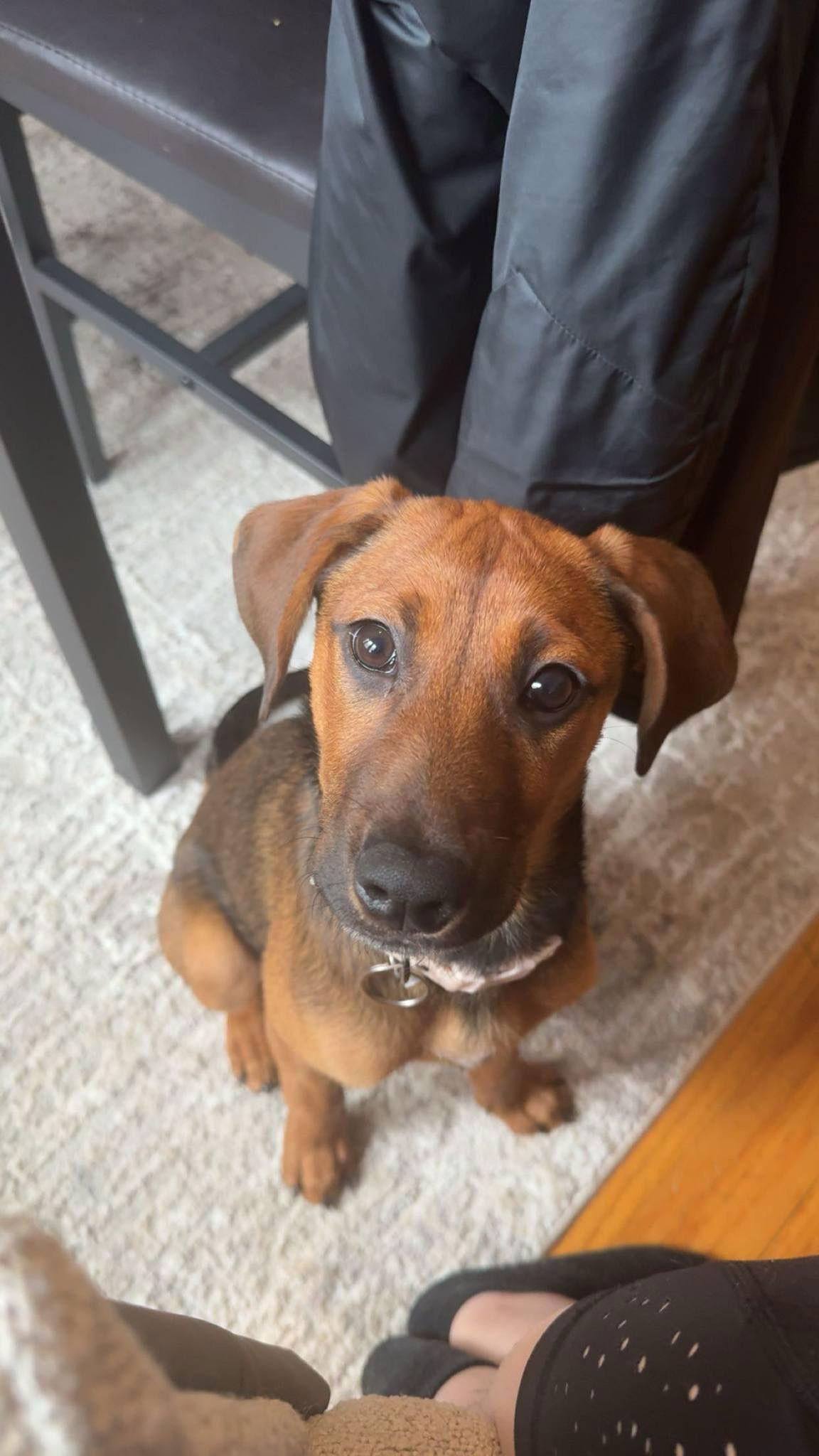 Enlarge Winnie, a Adopted mixed breed in Springville, NY image 3/3