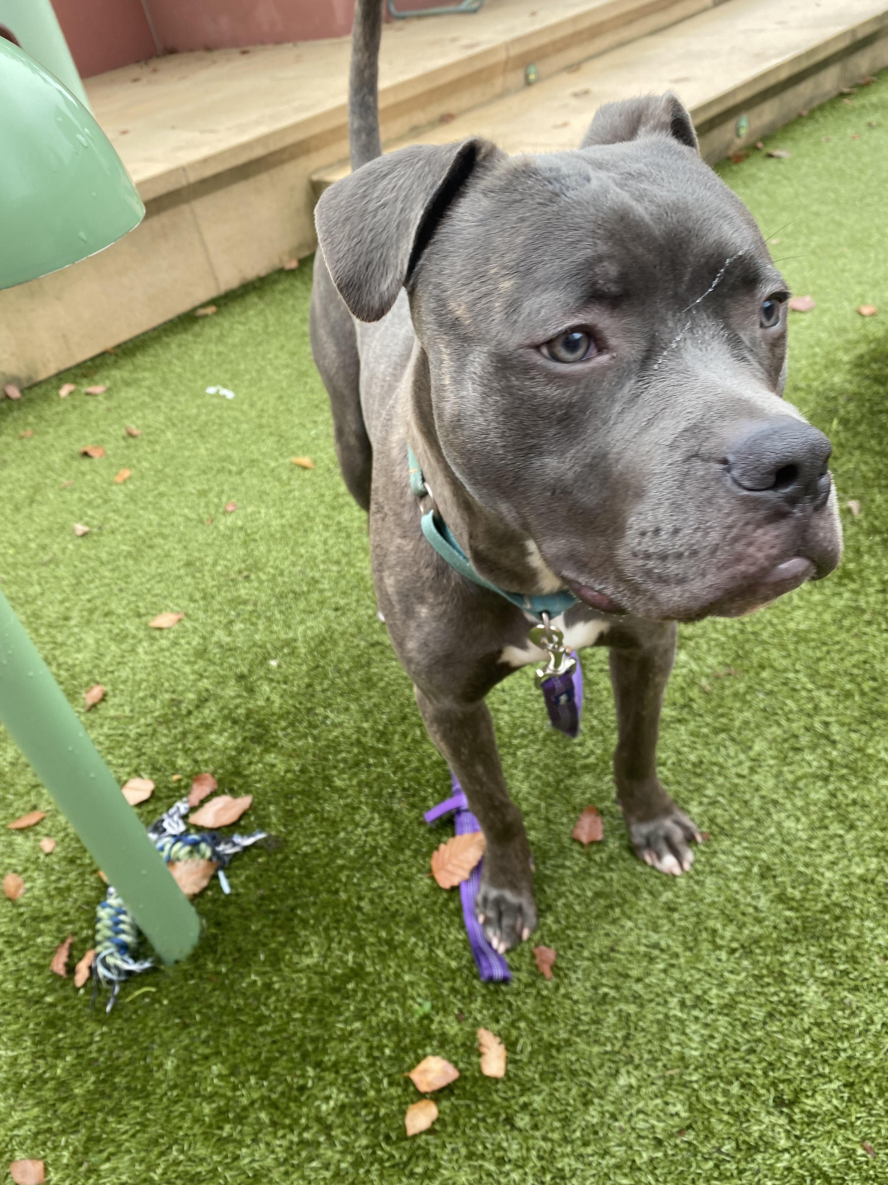 Jakar, a Adoptable mixed breed in Schenectady, NY image 5/6