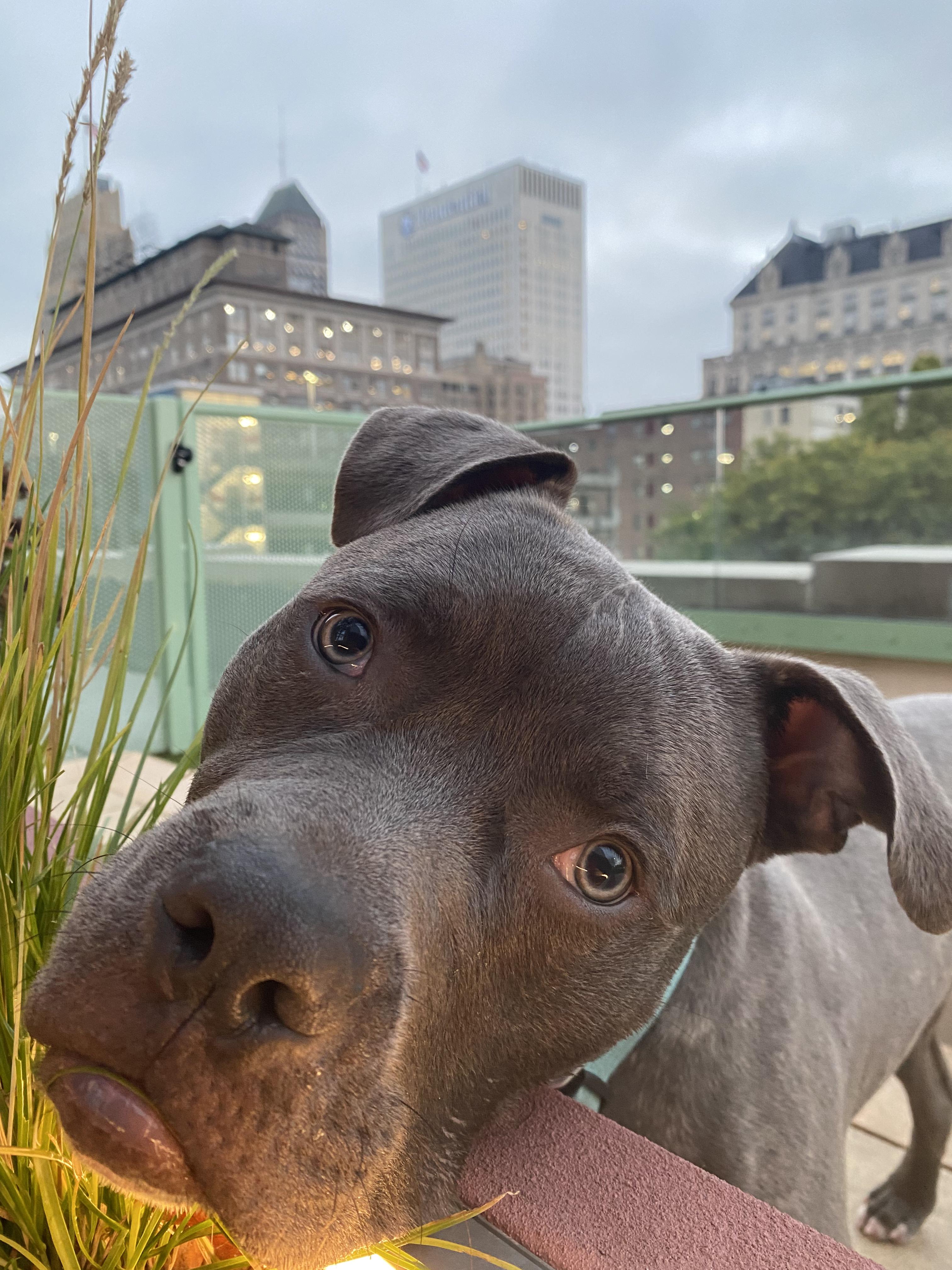 Jakar, a Adoptable mixed breed in Schenectady, NY image 3/6