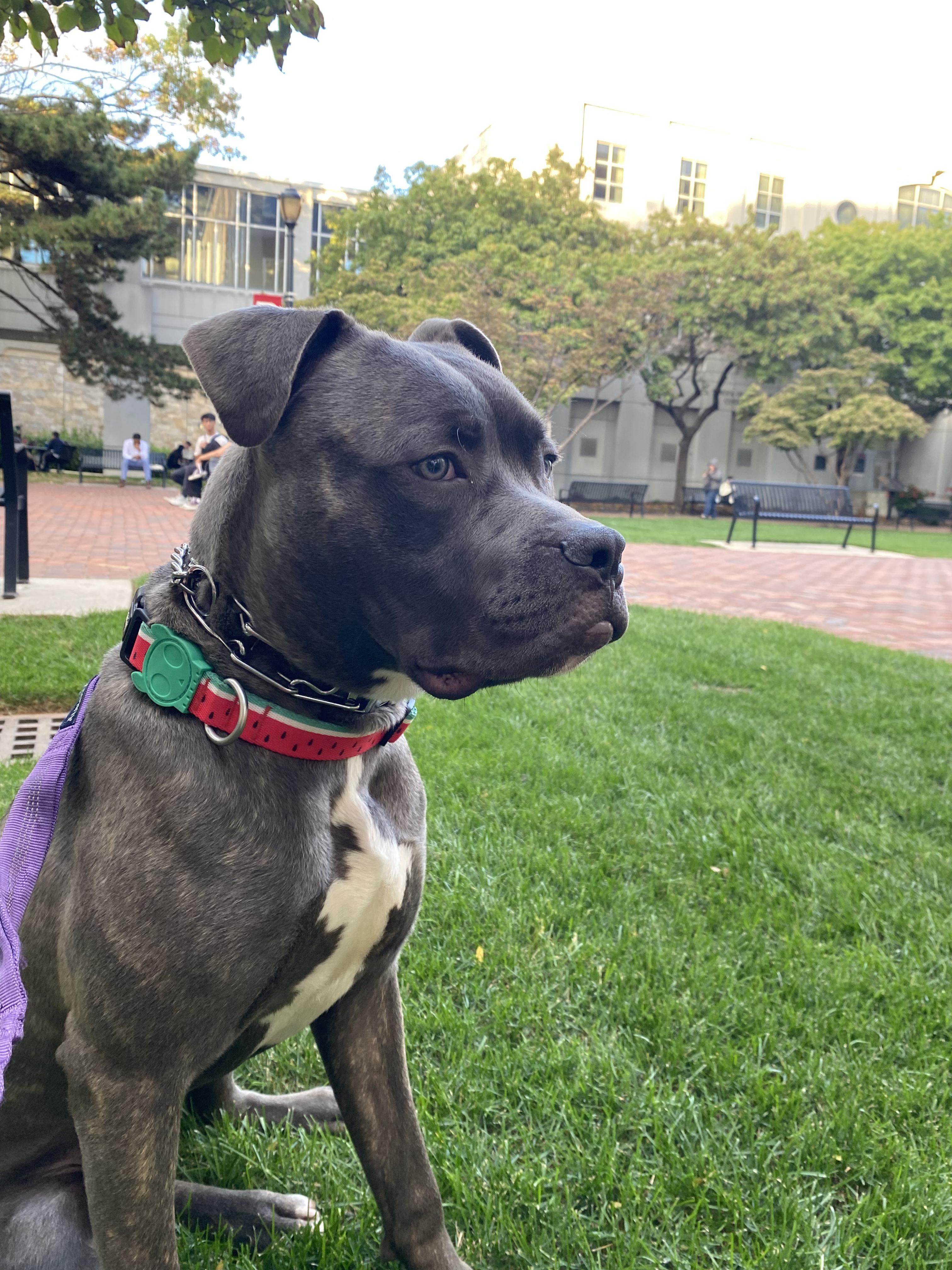 Jakar, a Adoptable mixed breed in Schenectady, NY image 4/6