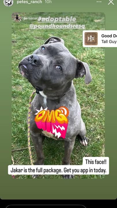 Jakar, Adoptable, Young Male American Staffordshire Terrier.