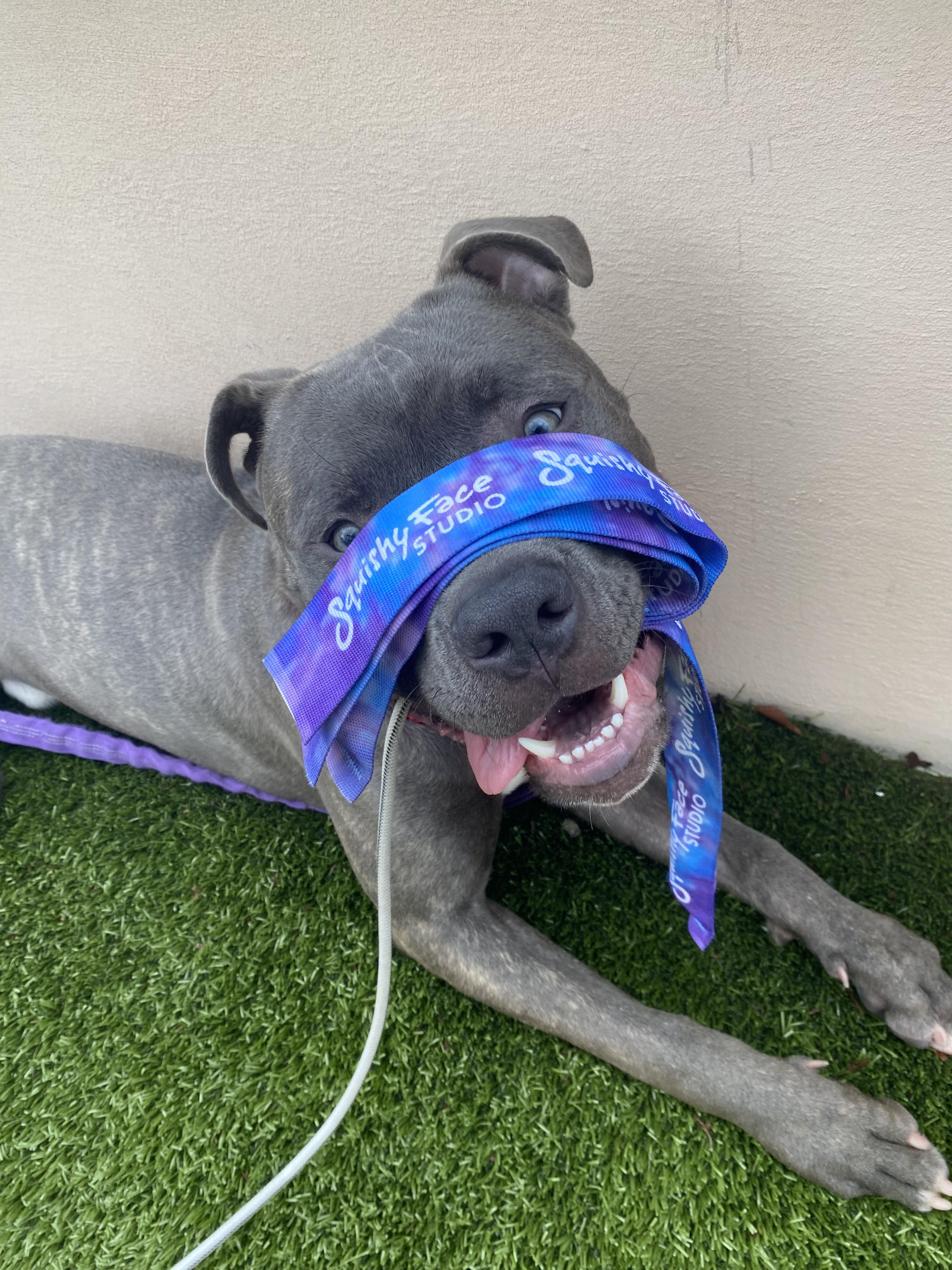 Jakar, a Adoptable mixed breed in Schenectady, NY image 6/6