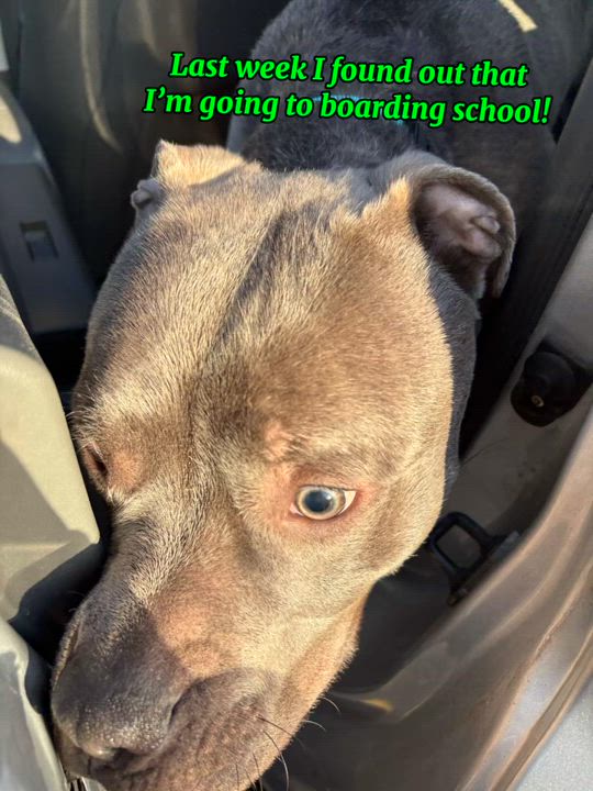 Enlarge Jakar, a Adoptable mixed breed in Schenectady, NY video 2/6