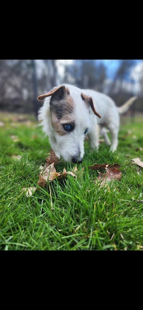 Sadie, Adoptable, Senior Female Terrier & Jack Russell Terrier.