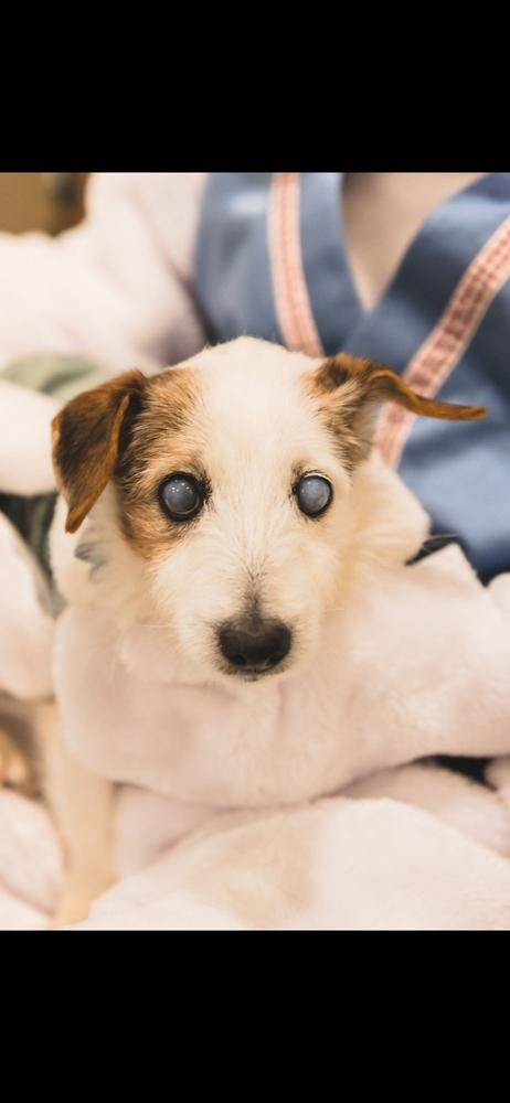 Enlarge Sadie, a Adoptable mixed breed in Springdale, PA image 2/6