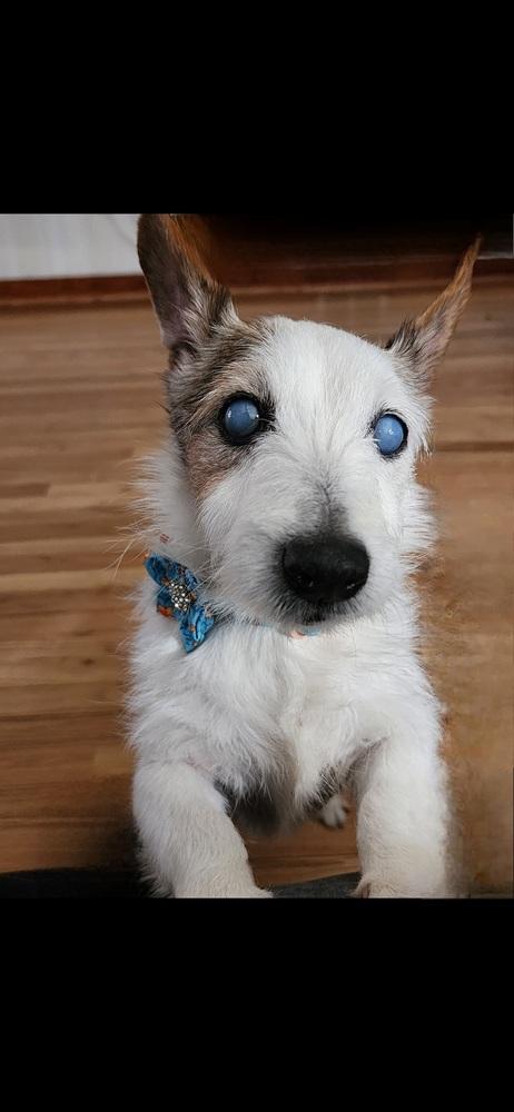 Enlarge Sadie, a Adoptable mixed breed in Springdale, PA image 6/6