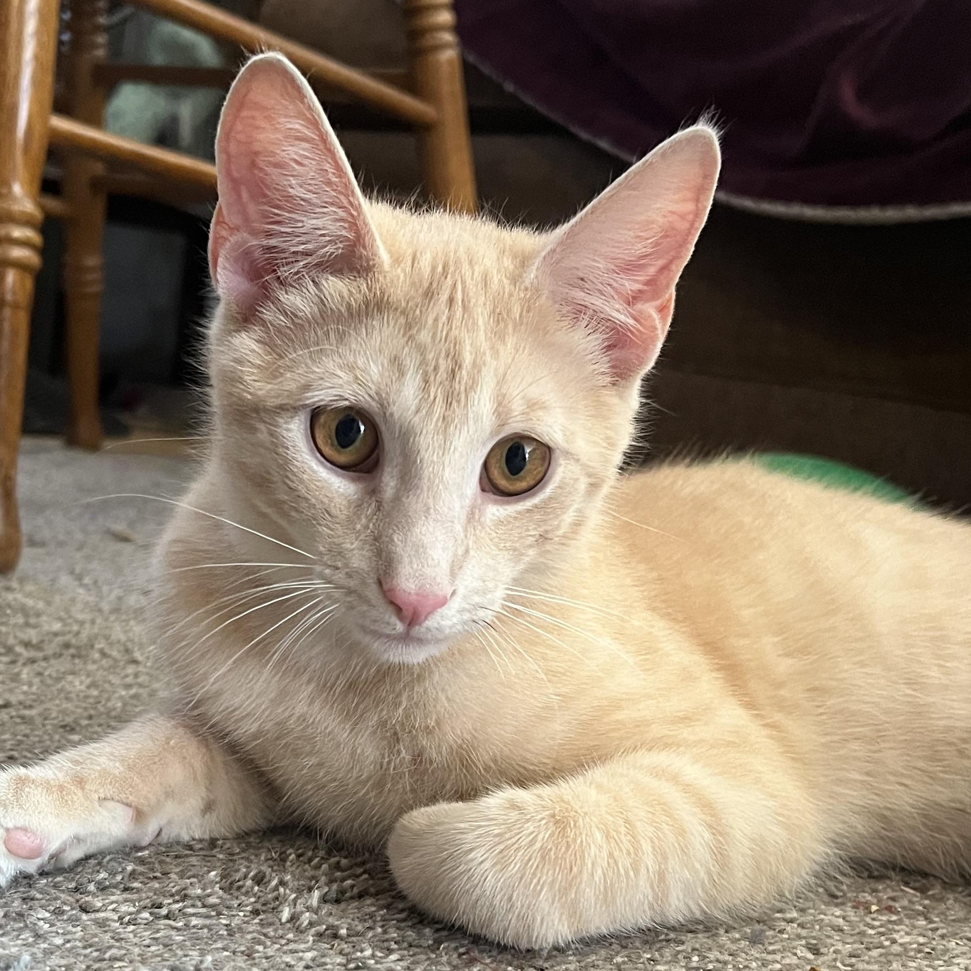 Enlarge Bailey, a Adoptable Domestic Short Hair in East Windsor, CT image 1/1