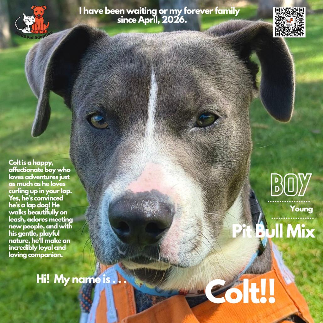 Colt, a Adoptable mixed breed in Westminster, CA image 1/2
