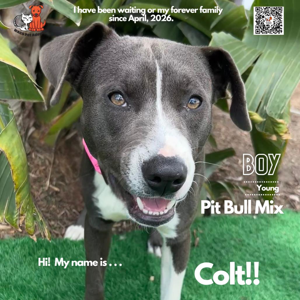 Enlarge Colt, a Adoptable mixed breed in Westminster, CA image 1/1