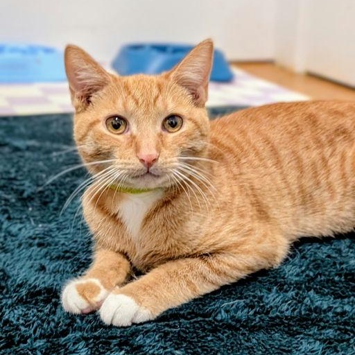 Enlarge Buttercup, a ADOPTABLE mixed breed in New York, NY image 3/6