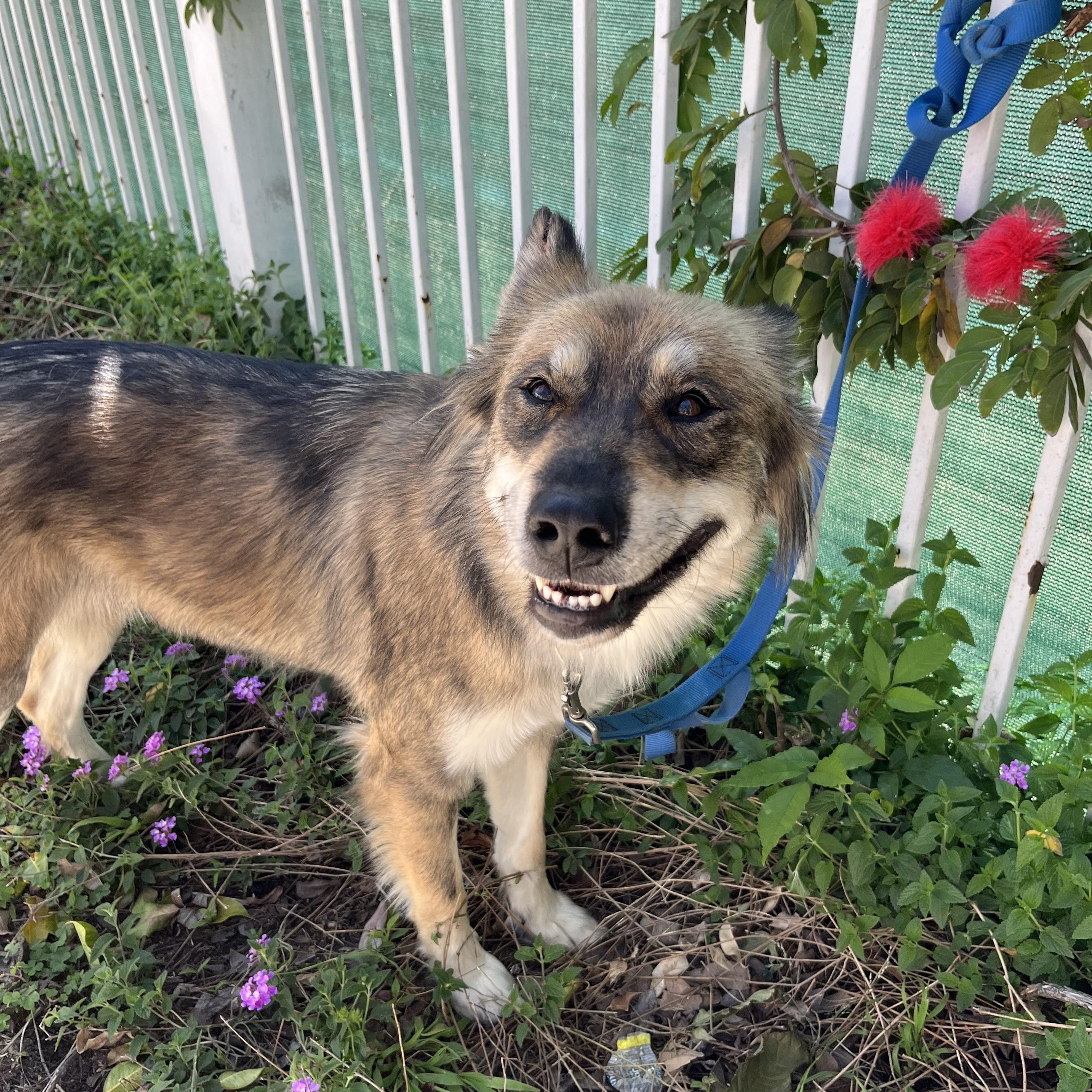Brooke, a Adoptable Mixed Breed in Seattle, WA image 3/6
