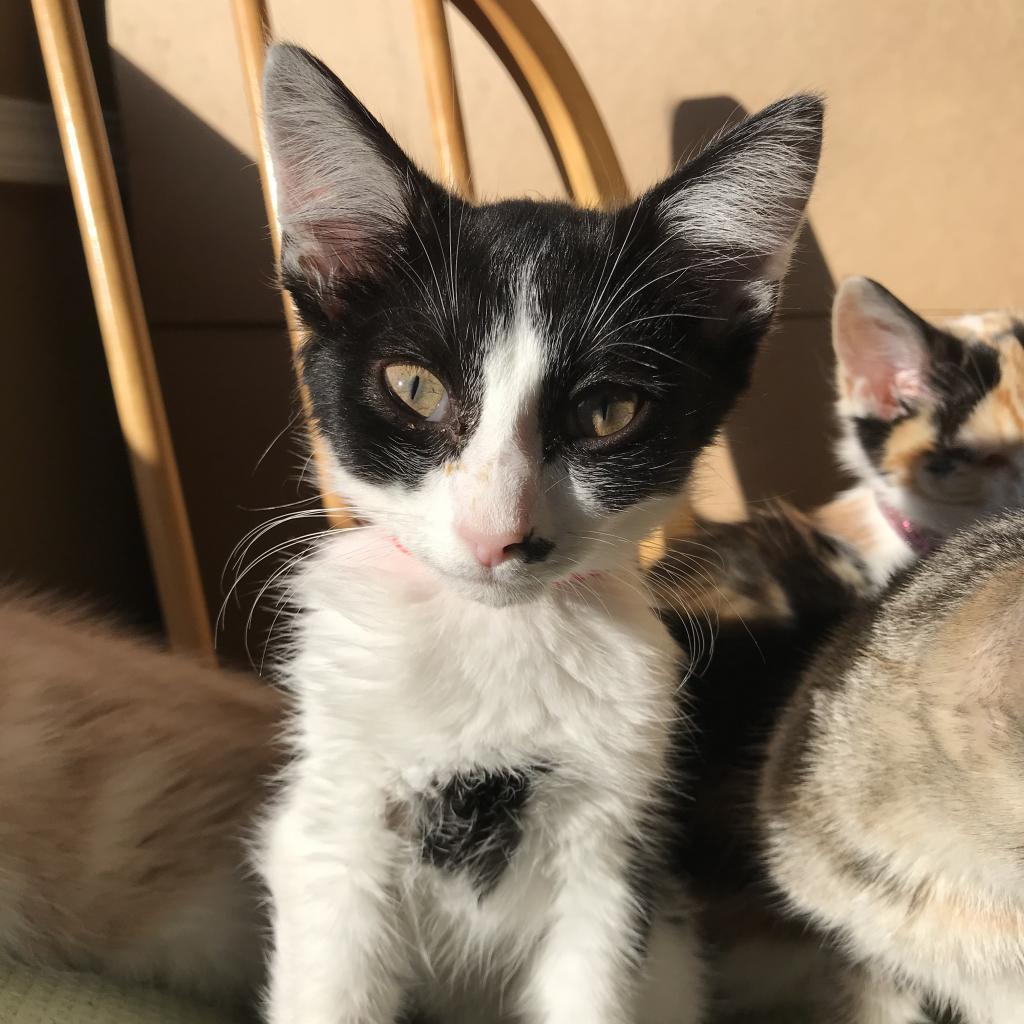 Elliot Bay, Adoptable, Adult Male Domestic Short Hair.