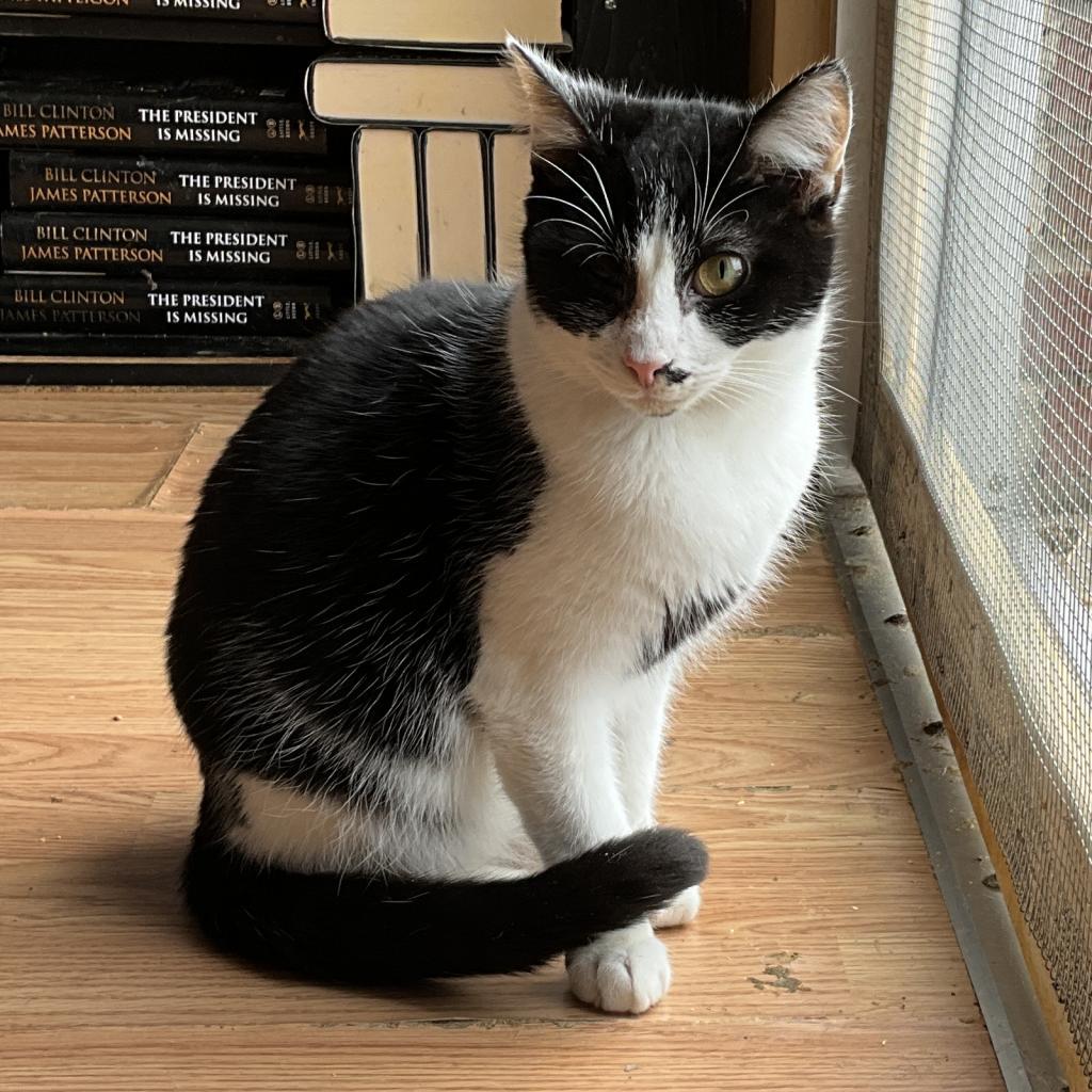 Enlarge Elliot Bay, a Adoptable Domestic Short Hair image 2/2