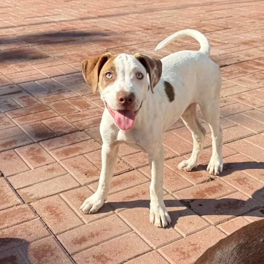 Brutas, Young Female Labrador Retriever