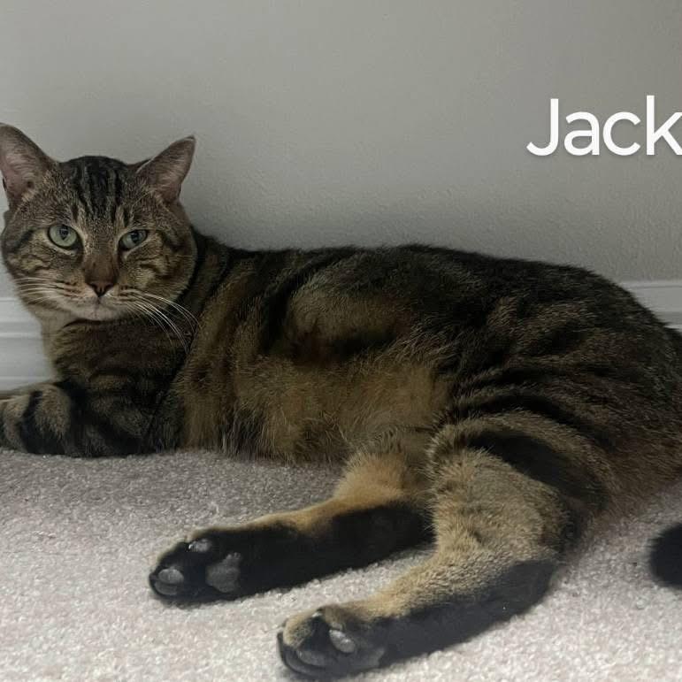 Enlarge Jack, a Adoptable Domestic Short Hair in Titusville, FL image 1/3