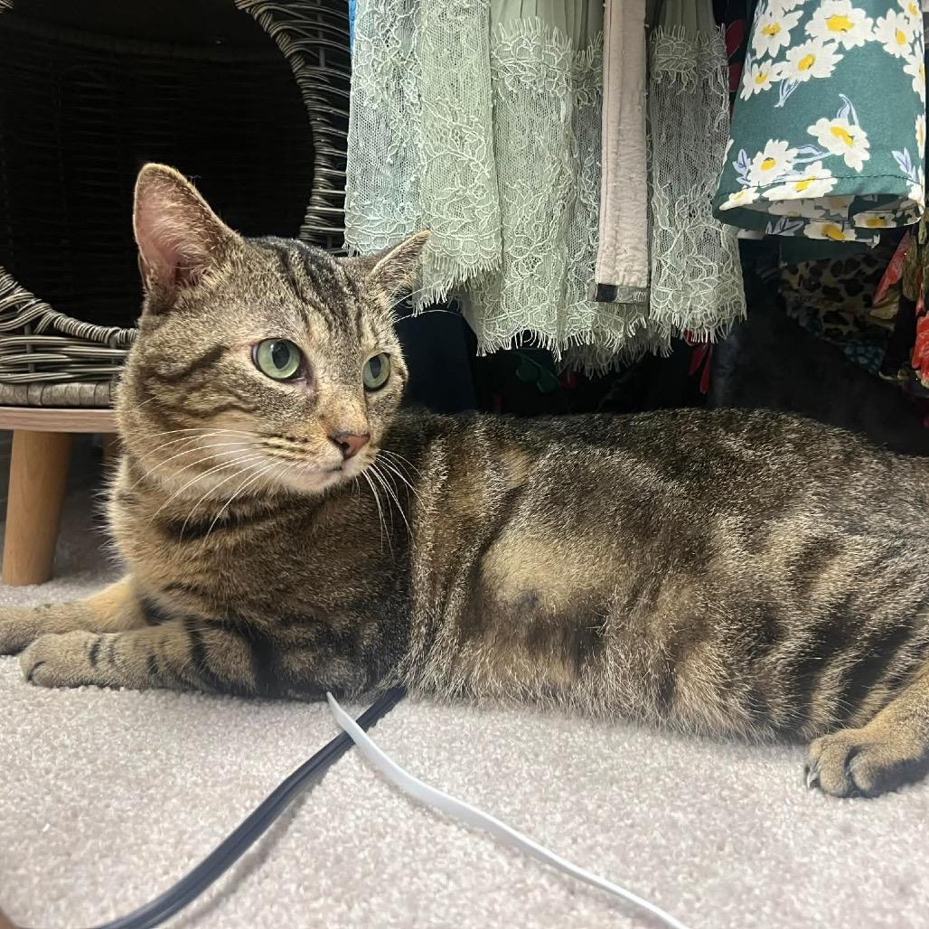 Enlarge Jack, a Adoptable Domestic Short Hair in Titusville, FL image 2/3