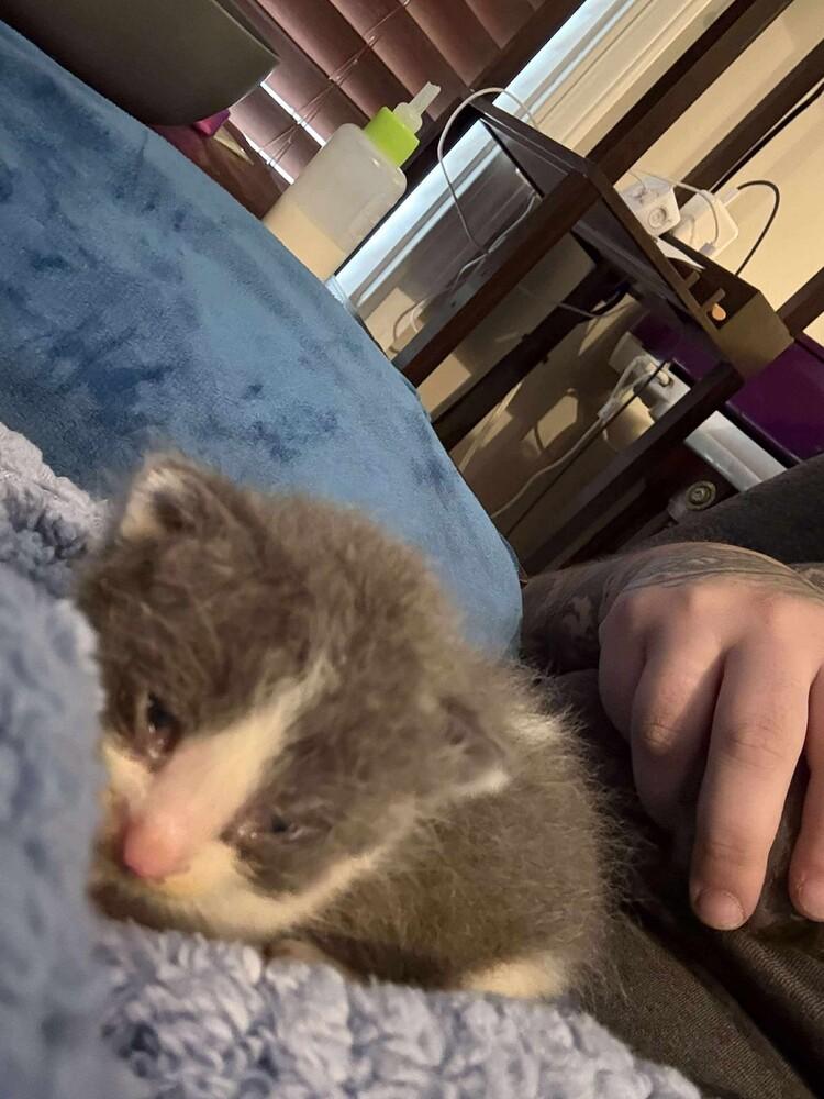 Siskin, Adoptable, Kitten Female Domestic Short Hair & Tabby.