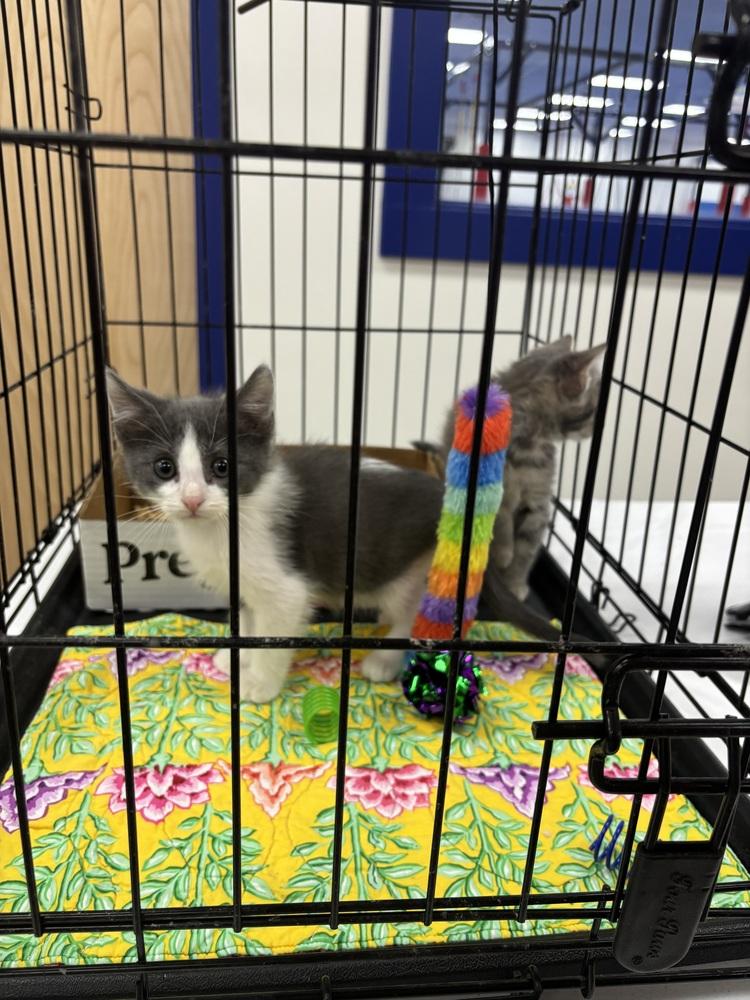 Enlarge Siskin, a Adoptable mixed breed in Clarksville, TN image 3/5