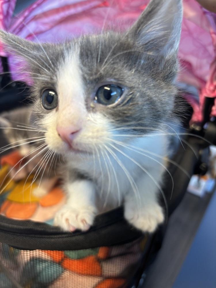 Enlarge Siskin, a Adoptable mixed breed in Clarksville, TN image 4/5