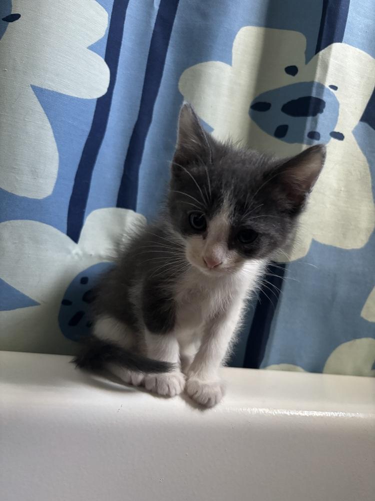 Enlarge Siskin, a Adoptable mixed breed in Clarksville, TN image 5/5