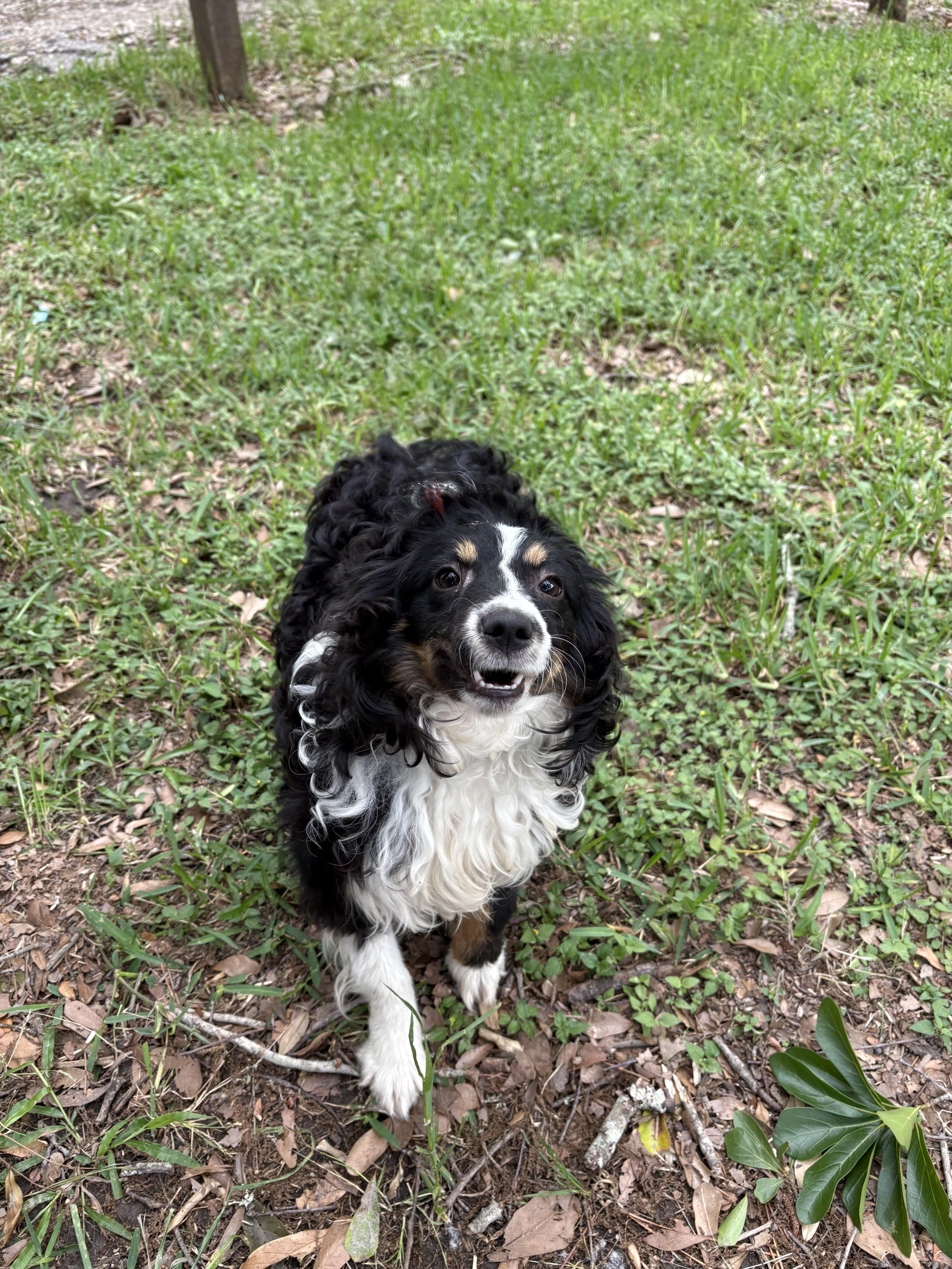 Enlarge Pixie, an adopted mixed breed in Nottingham, MD image 2/2
