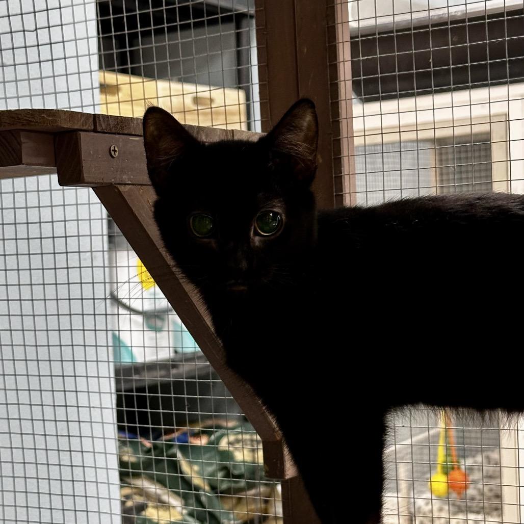 Enlarge Valentino, a Adoptable Domestic Short Hair in Pleasant Hill, MO image 1/1