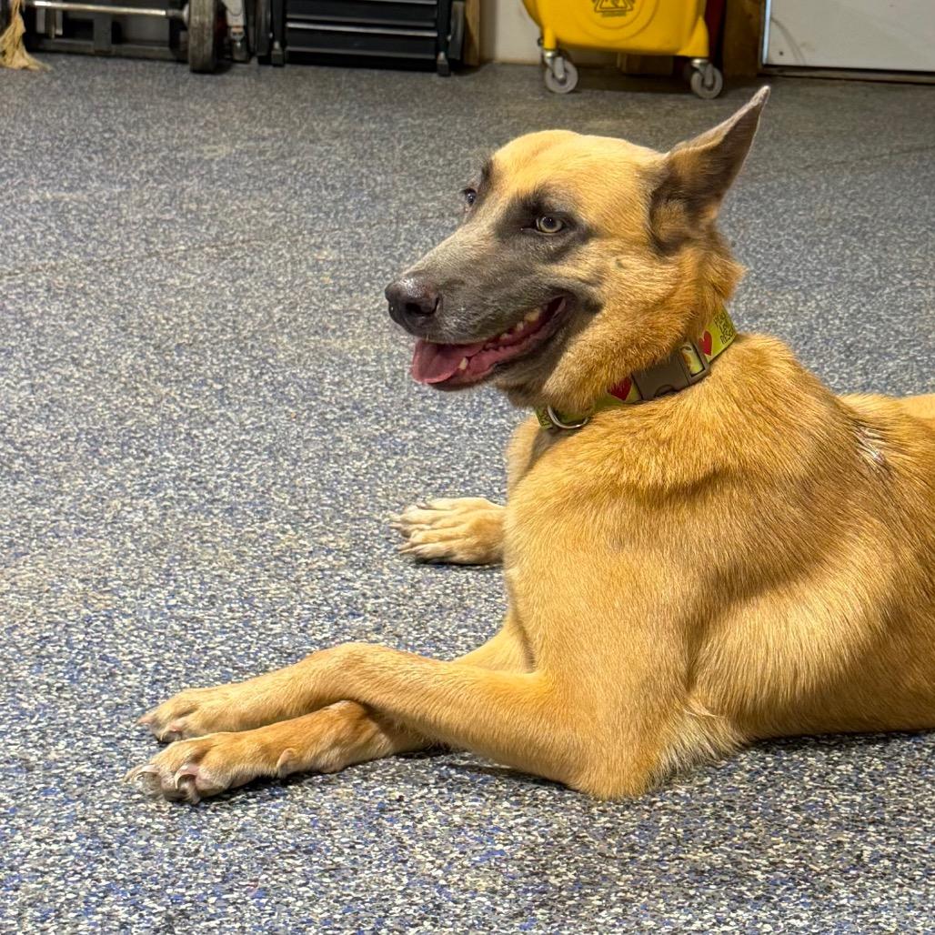 Jolie, Adoptable, Adult Female Belgian Shepherd / Malinois.