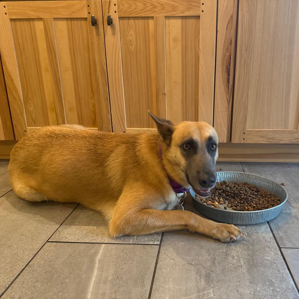 Enlarge Jolie, a Adoptable Belgian Shepherd / Malinois in Duck River, TN image 2/6