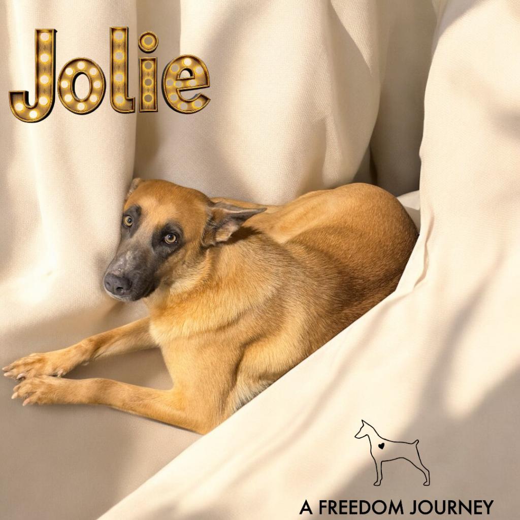 Enlarge Jolie, a Adoptable Belgian Shepherd / Malinois in Duck River, TN image 3/6