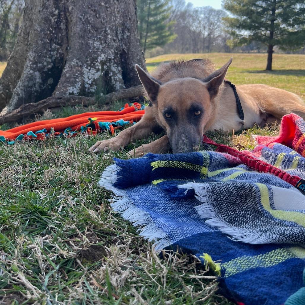 Enlarge Jolie, a Adoptable Belgian Shepherd / Malinois in Duck River, TN image 4/6