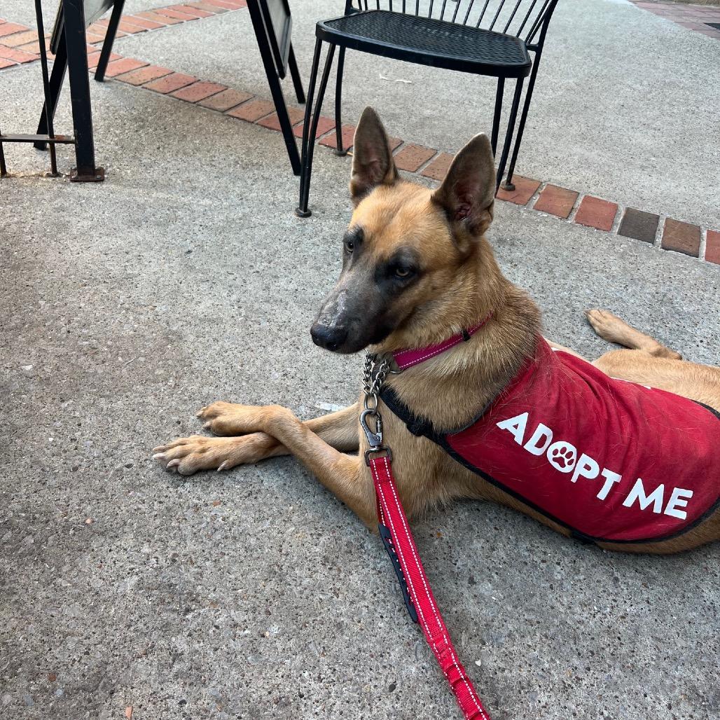 Enlarge Jolie, a Adoptable Belgian Shepherd / Malinois in Duck River, TN image 5/6