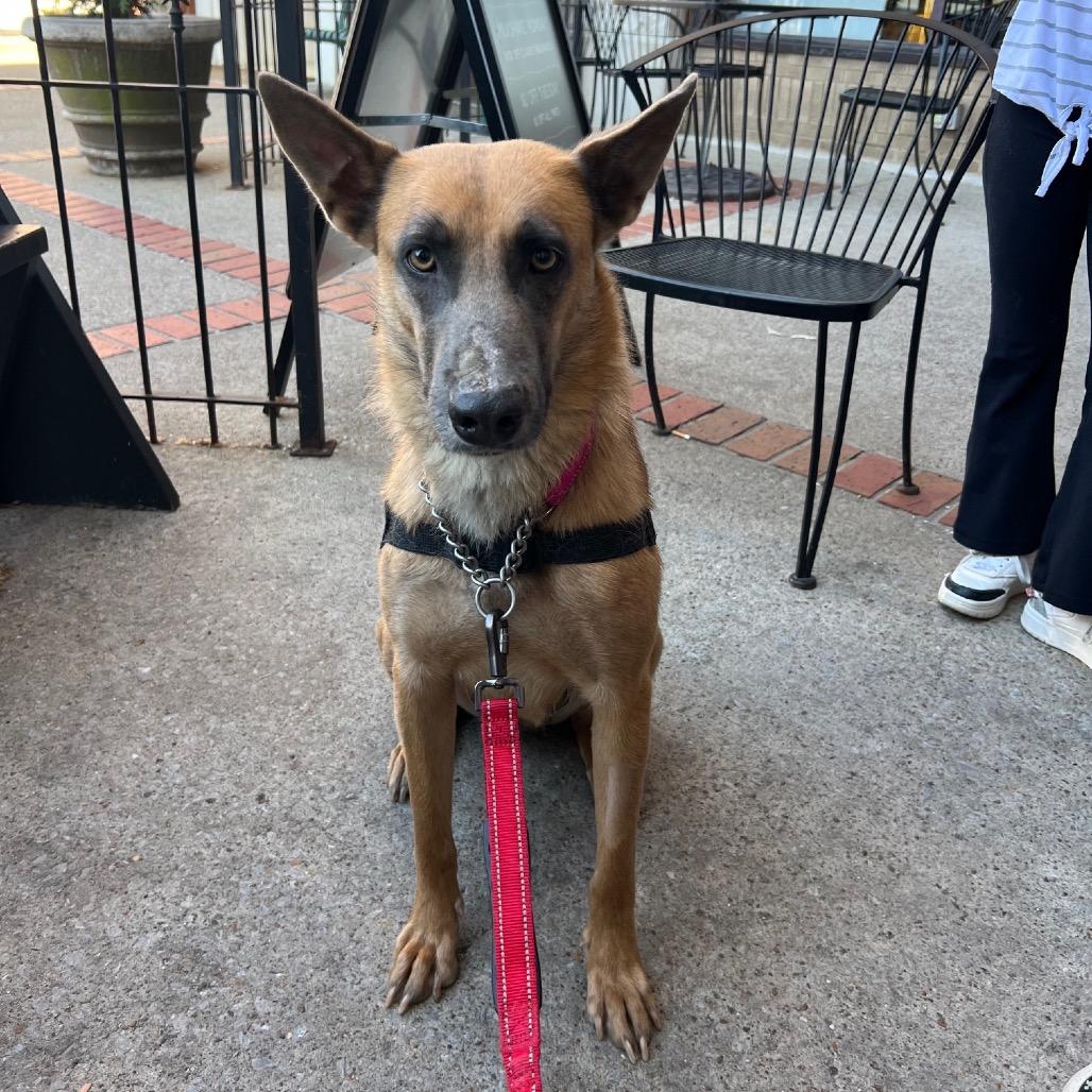 Enlarge Jolie, a Adoptable Belgian Shepherd / Malinois in Duck River, TN image 6/6
