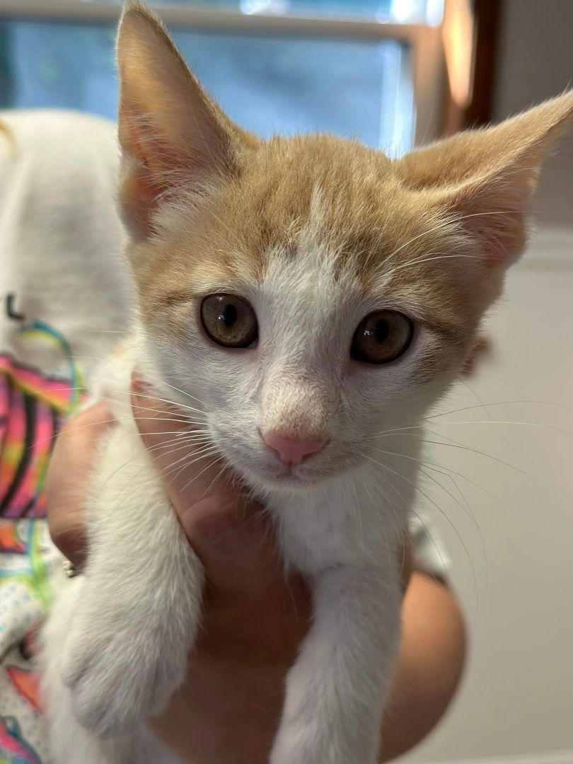 Enlarge Peaches, a Adopted American Shorthair in Johnstown, NY image 1/4