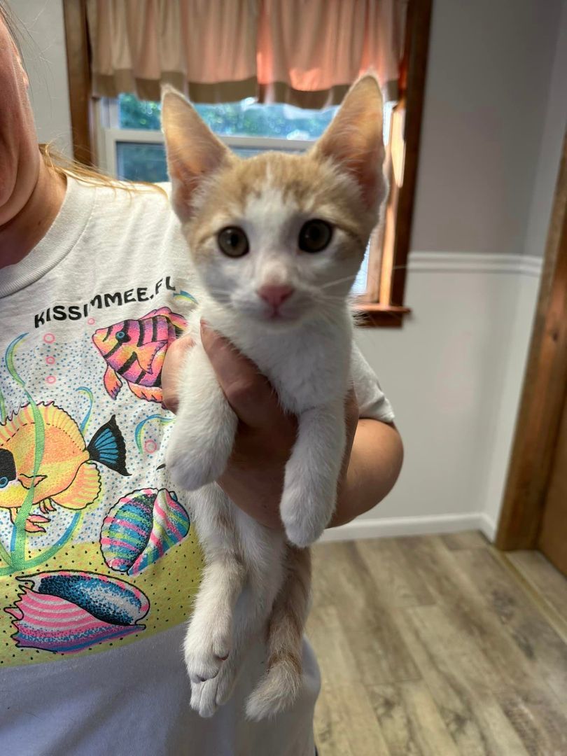 Enlarge Peaches, a Adopted American Shorthair in Johnstown, NY image 2/4