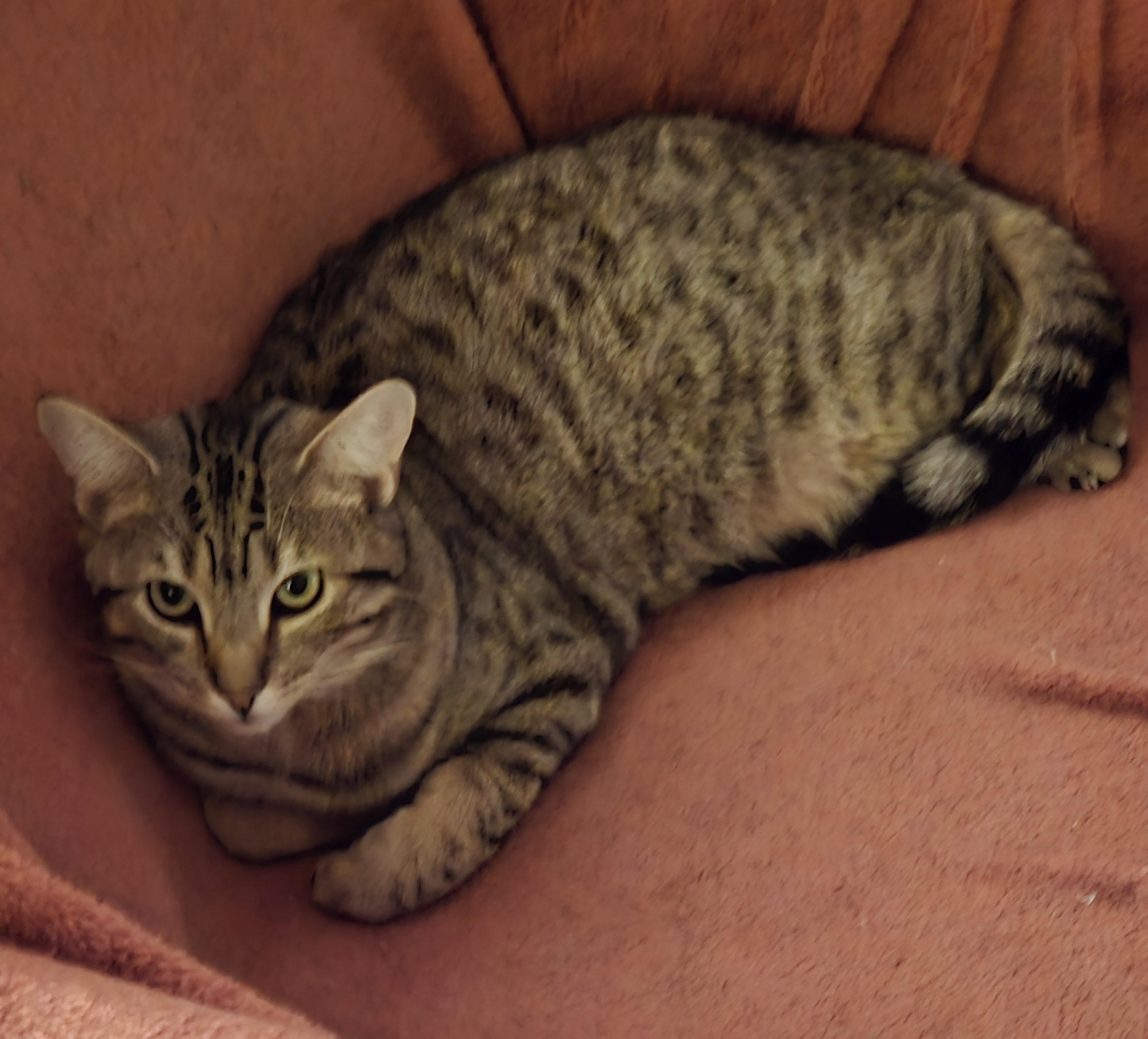 Enlarge Cora, a Adoptable Domestic Short Hair in Great Mills, MD image 1/3