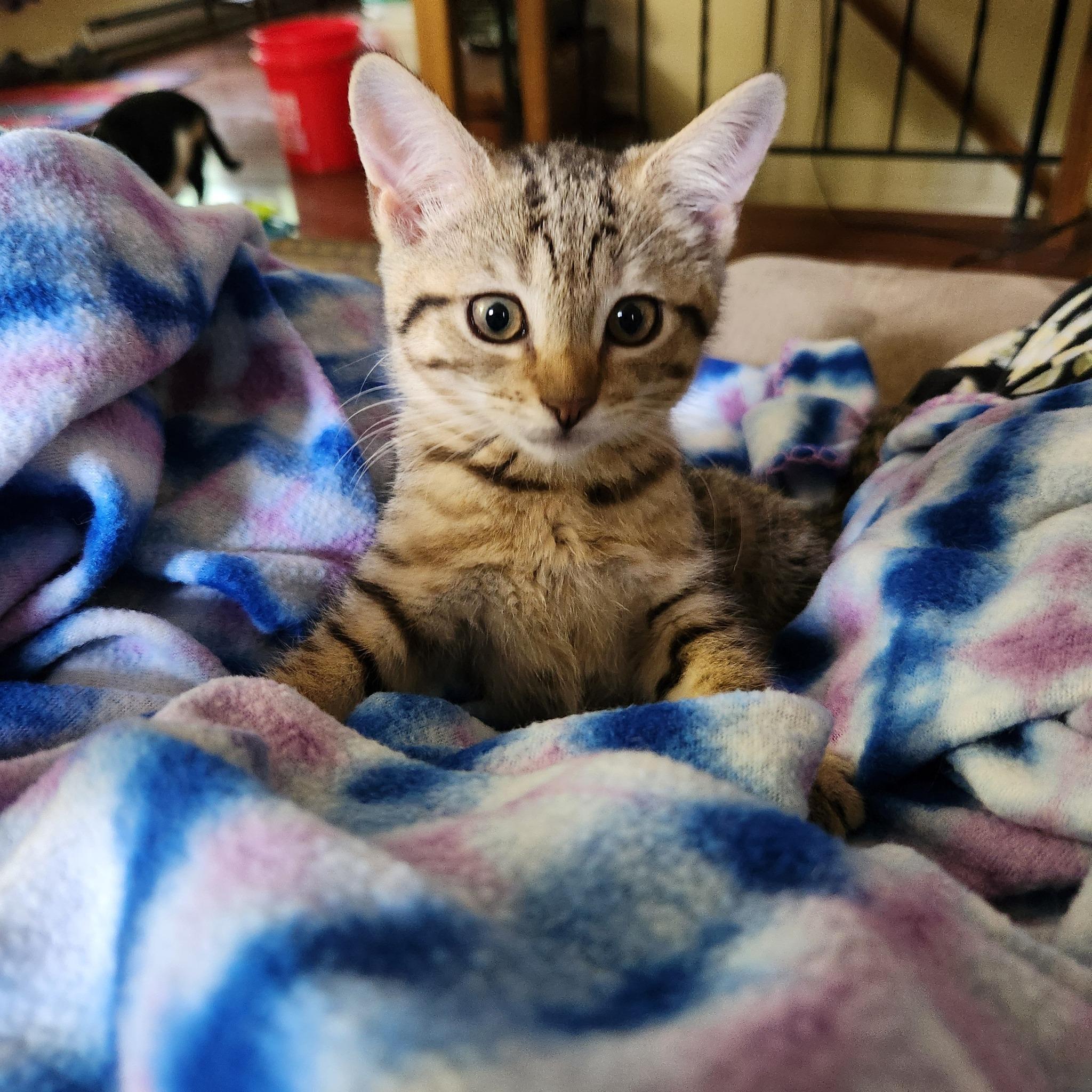 Enlarge Cora, a Adoptable Domestic Short Hair in Great Mills, MD image 1/1