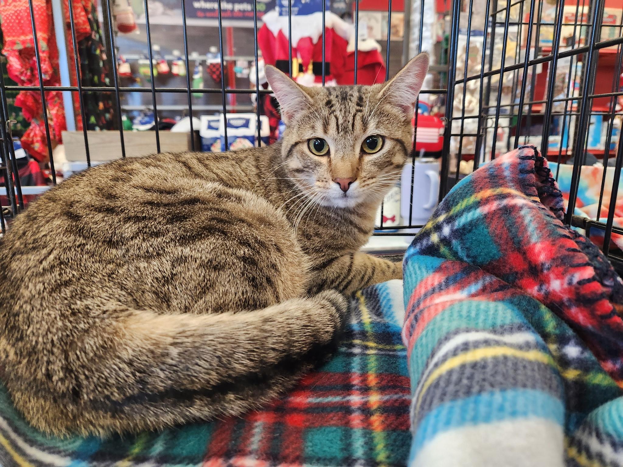 Enlarge Cora, a Adoptable Domestic Short Hair in Great Mills, MD image 2/3