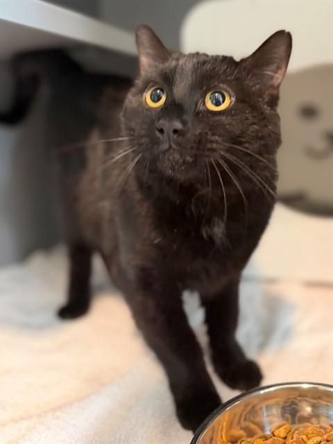 EDWARD CULLEN, Adoptable, Young Male Domestic Short Hair.