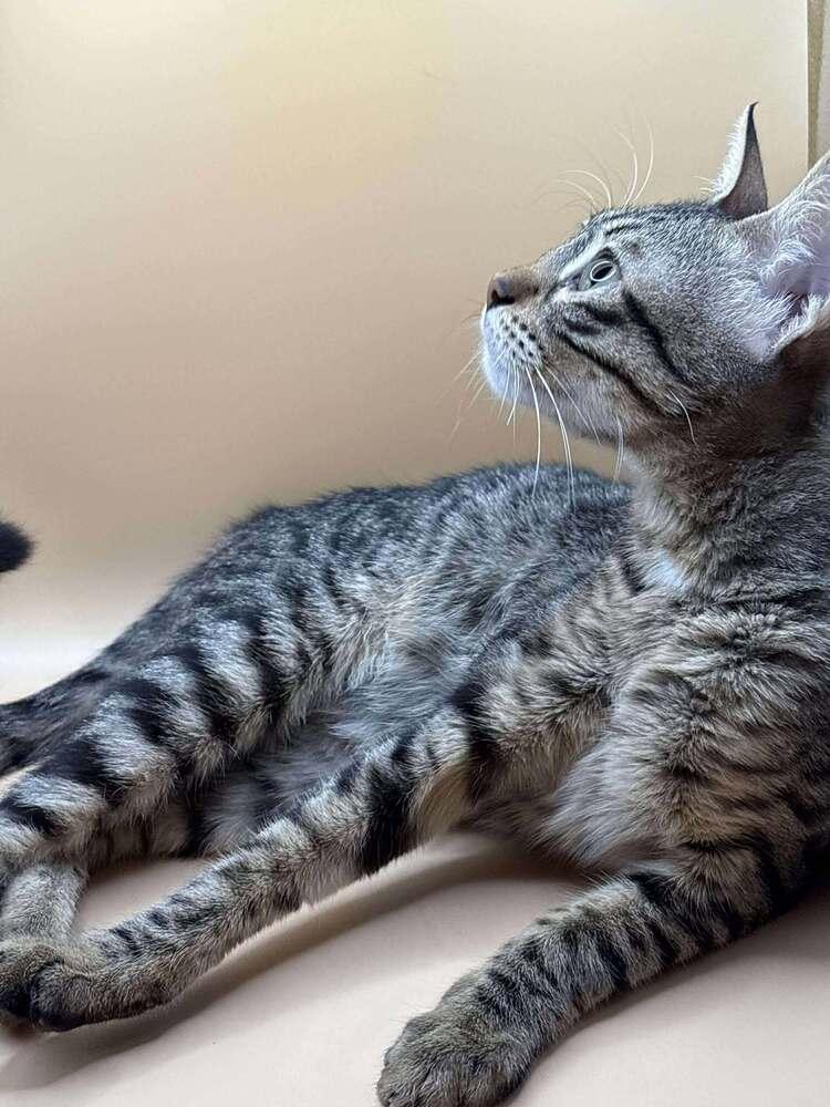 Enlarge Stella, a Adoptable Egyptian Mau in WOLCOTT, CT image 2/6